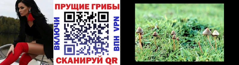 Псилоцибиновые грибы Cubensis  где найти наркотики  Ершов 